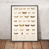 Insecta Lepidoptera-Heterocera (Plate 62) by Frederick DuCane Godman, 1879