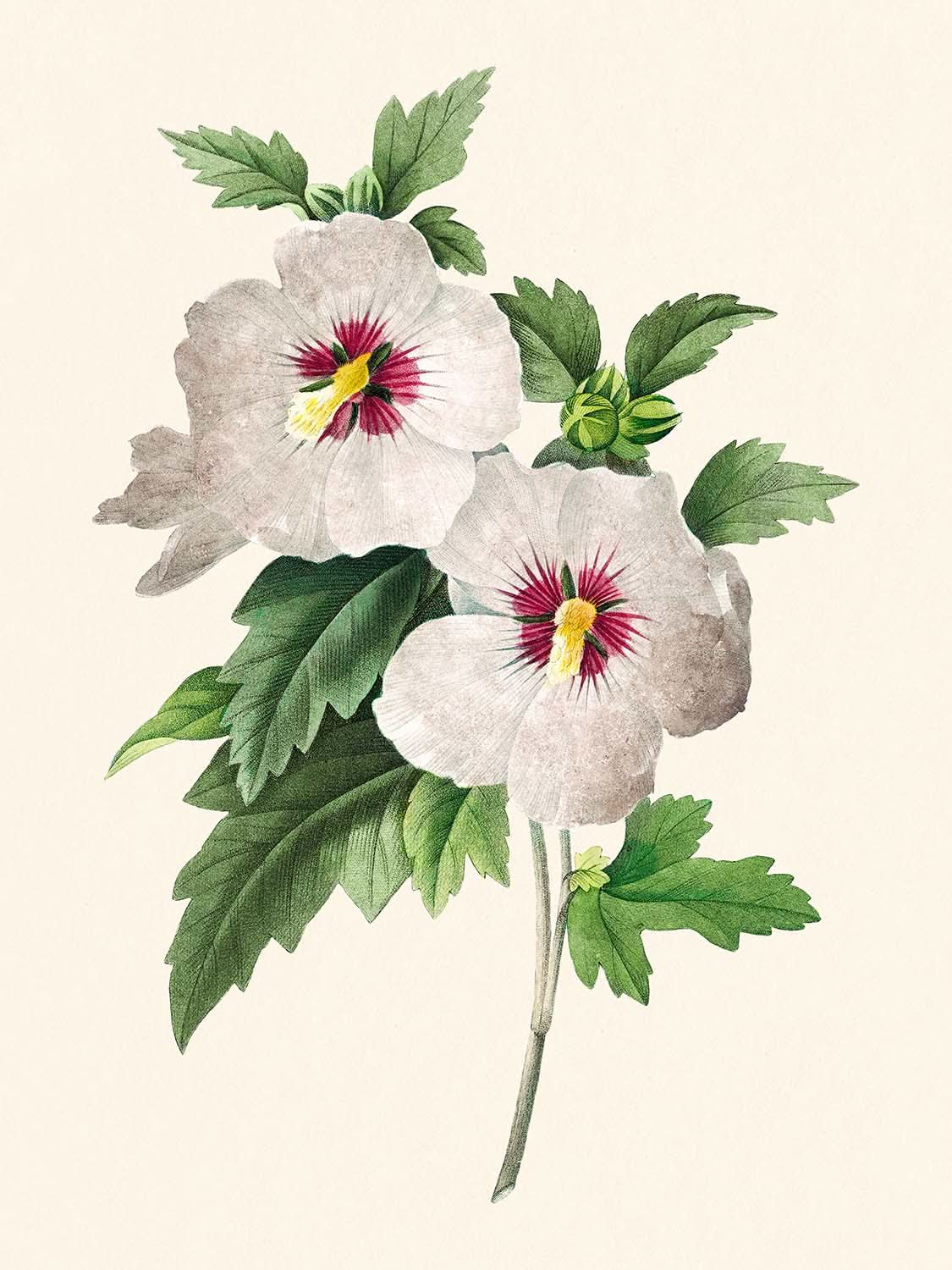 Hibisco de Pierre-Joseph Redouté, 1827