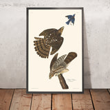Stanley Hawk by John James Audubon, 1827