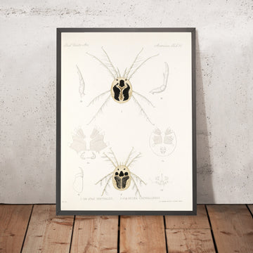 A framed image of 