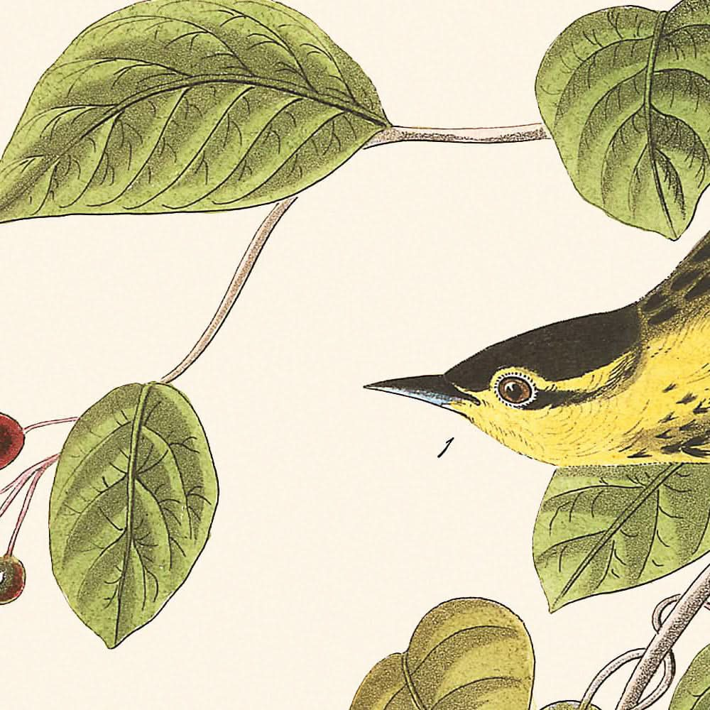 Fauvette carbonatée par John James Audubon, 1827