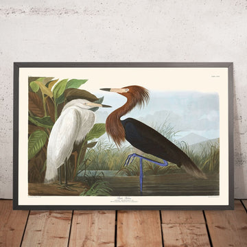 Lila Reiher von John James Audubon, 1827 
