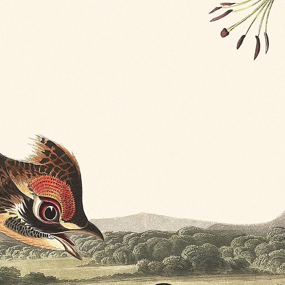 Urogallo pinnado, de John James Audubon, 1827