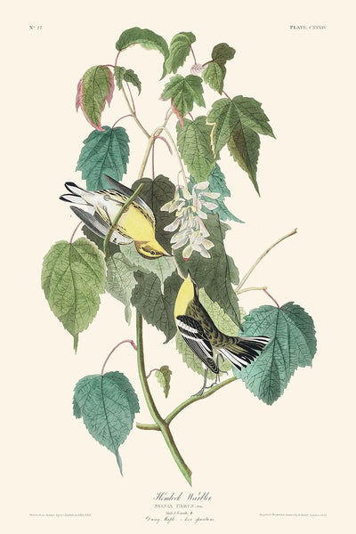 Curruca cicuta, de John James Audubon, 1827