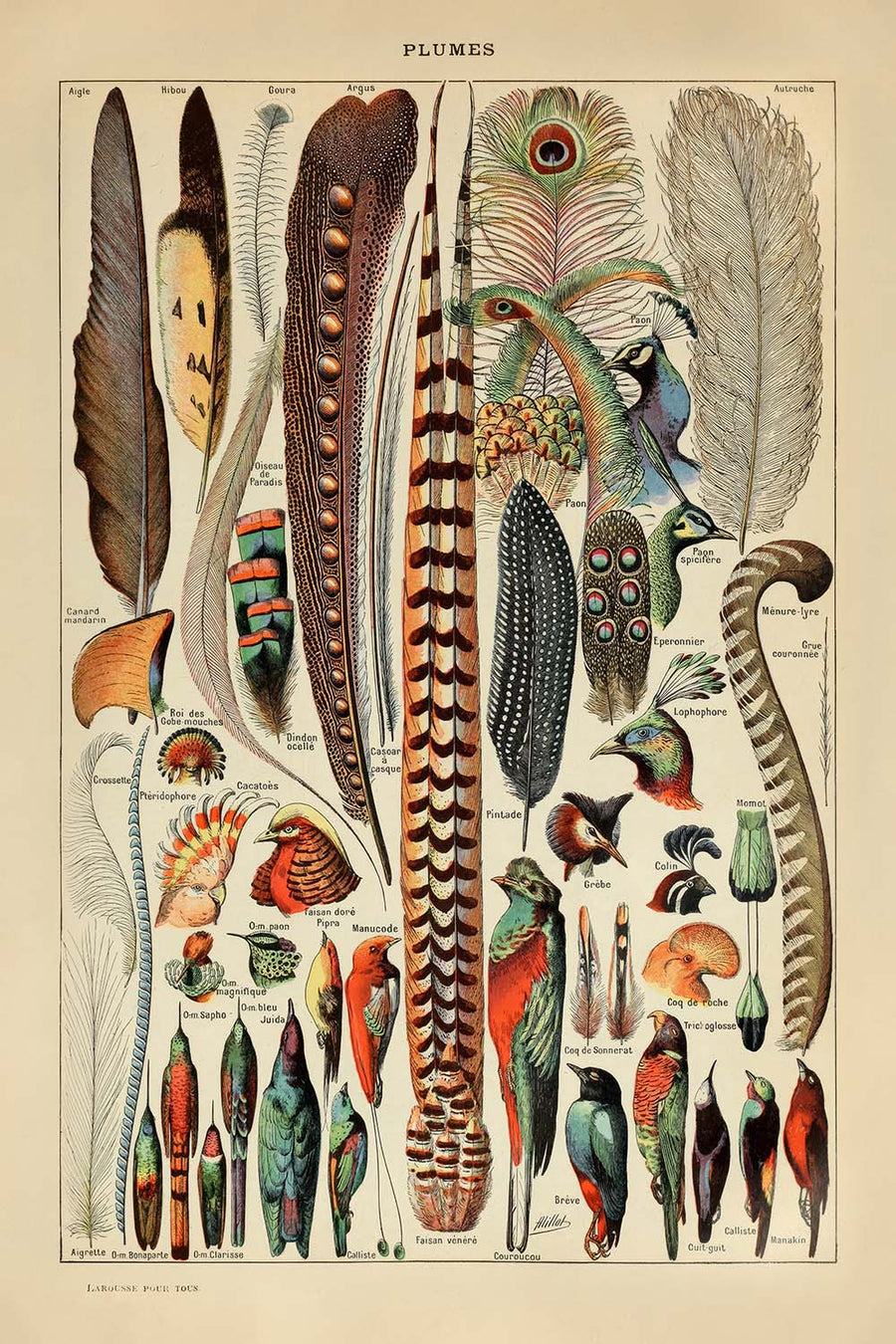 Piume di Adolphe Millot, 1890 