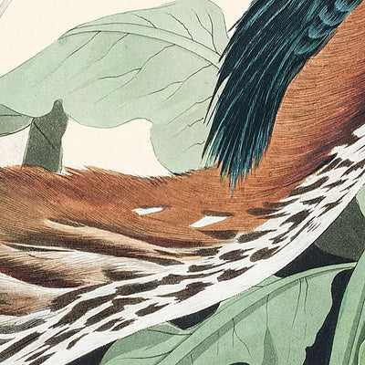 Green Heron by John James Audubon, 1827