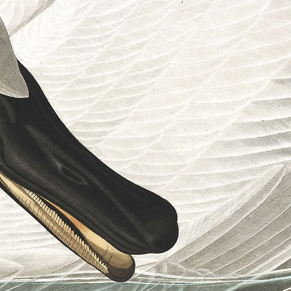 Trumpeter Swan by John James Audubon, 1827