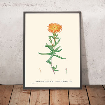 Souci-Figue Doré par Pierre-Joseph Redouté, 1802