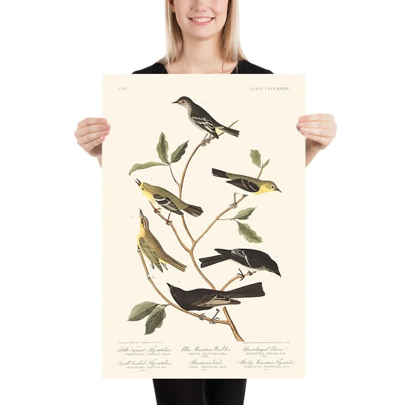 Papamoscas tirano chico, papamoscas cabecicorto, reinita de las Montañas Azules, vireo de Bartram, pibí de patas cortas, papamoscas de las Montañas Rocosas de John James Audubon, 1827