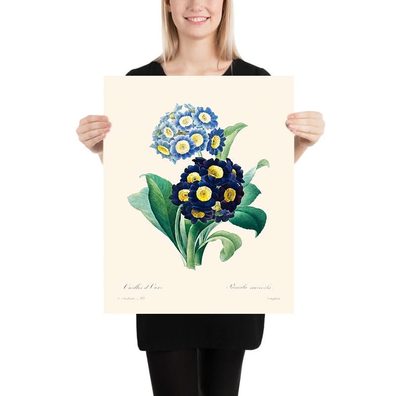 Küchenschelle Primel von Pierre-Joseph Redouté, 1802 