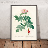 Apple Rose (Rosa villosa pomifera) by Pierre Joseph Redouté, 1817