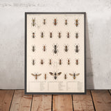Hymenoptera (Plate 34) by Frederick DuCane Godman, 1879