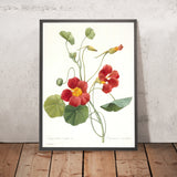 Garden Nasturtium (Tropaeolum majus) by Pierre Joseph Redouté, 1827