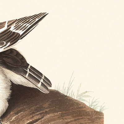 El pequeño búho, de John James Audubon, 1827