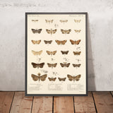 Moths (Lepidoptera: Heterocera, Plate 25) by Frederick DuCane Godman, 1879
