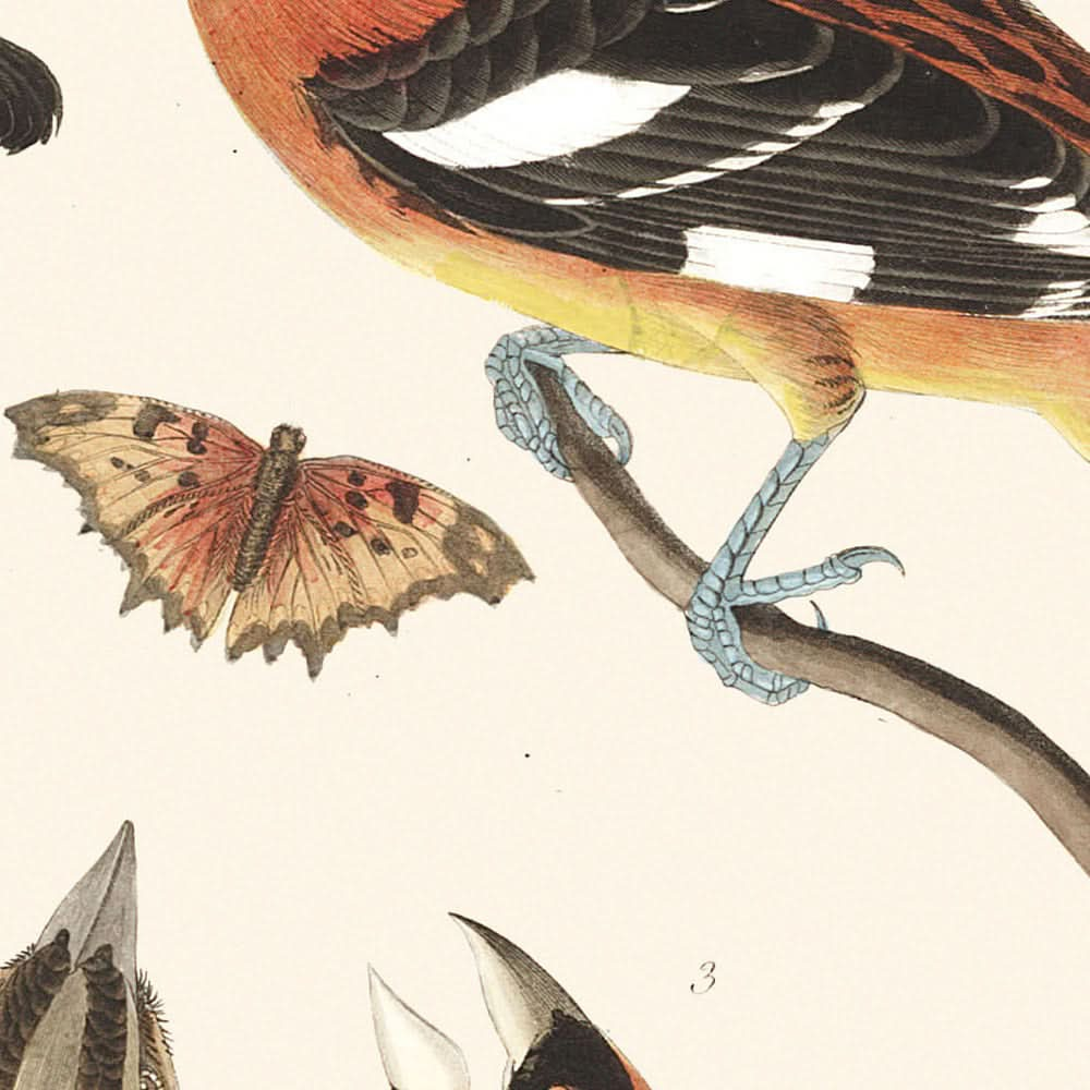 Picogrueso vespertino y picogrueso moteado, de John James Audubon, 1827