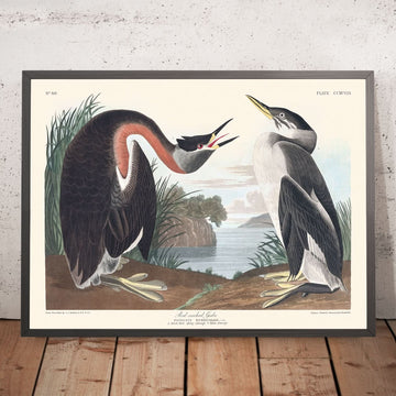 Grebe dal collo rosso di John James Audubon, 1827 