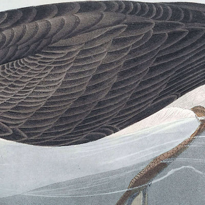 Pardela de Canadá, de John James Audubon, 1827