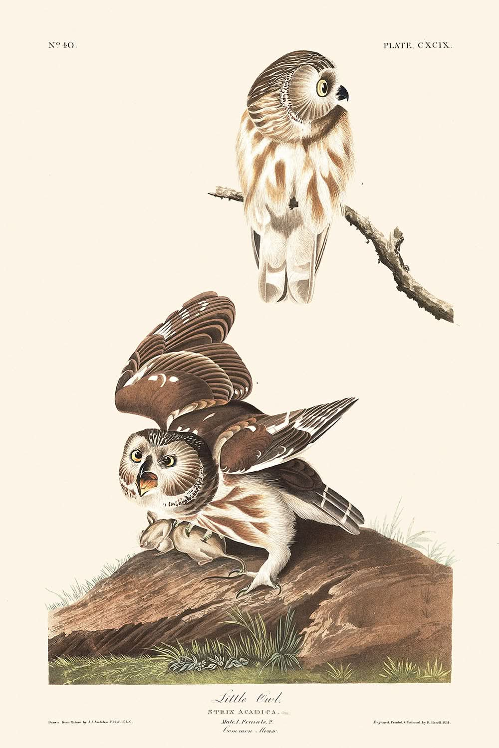 El pequeño búho, de John James Audubon, 1827