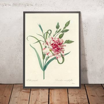 A framed image of Carnation (Dianthus caryophyllus, Plate 56) by Pierre Joseph Redouté, 1827