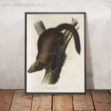 Fisher (Mustela canadensis) by John Woodhouse Audubon, 1845