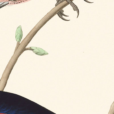 Estornino de las praderas, de John James Audubon, 1827