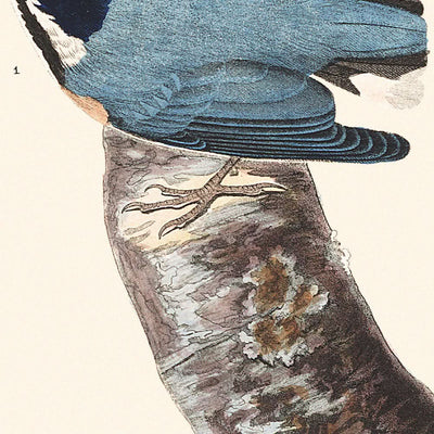 Trepador pechirrojo, de John James Audubon, 1827