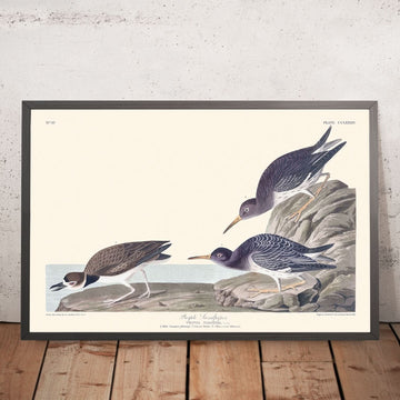 Lila Sandpiper von John James Audubon, 1827 