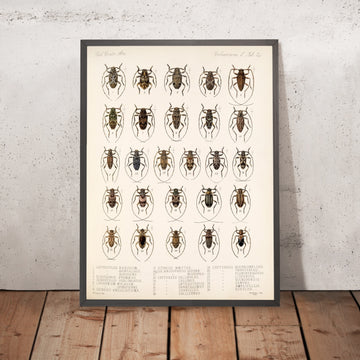 A framed image of 