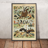 Oiseaux (1) par Adolphe Millot, 1890 - Oiseaux de vol, Flamant, Oiseaux marins, Oiseaux incapables de voler 