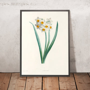 A framed image of Narcissus (Plate 5) by Pierre Joseph Redouté, 1805