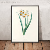Narcissus (Plate 5) by Pierre Joseph Redouté, 1805