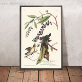 Worm eating Warbler di John James Audubon, 1827 