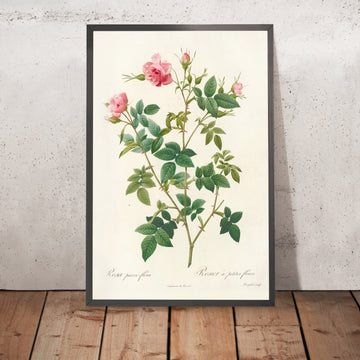 A framed image of Small-Flowered Rose (Rosa parvi-flora, var. flore multiplici) by Pierre Joseph Redouté, 1817