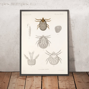 A framed image of 