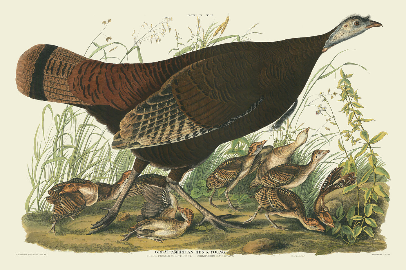 Grande poule américaine par John James Audubon, 1827