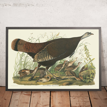 Great American Hen from &