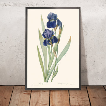 Botanische Illustration von Iris Germanica von Pierre-Joseph Redouté, 1827 
