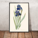 Iris Germanica Botanical Illustration by Pierre-Joseph Redouté, 1827