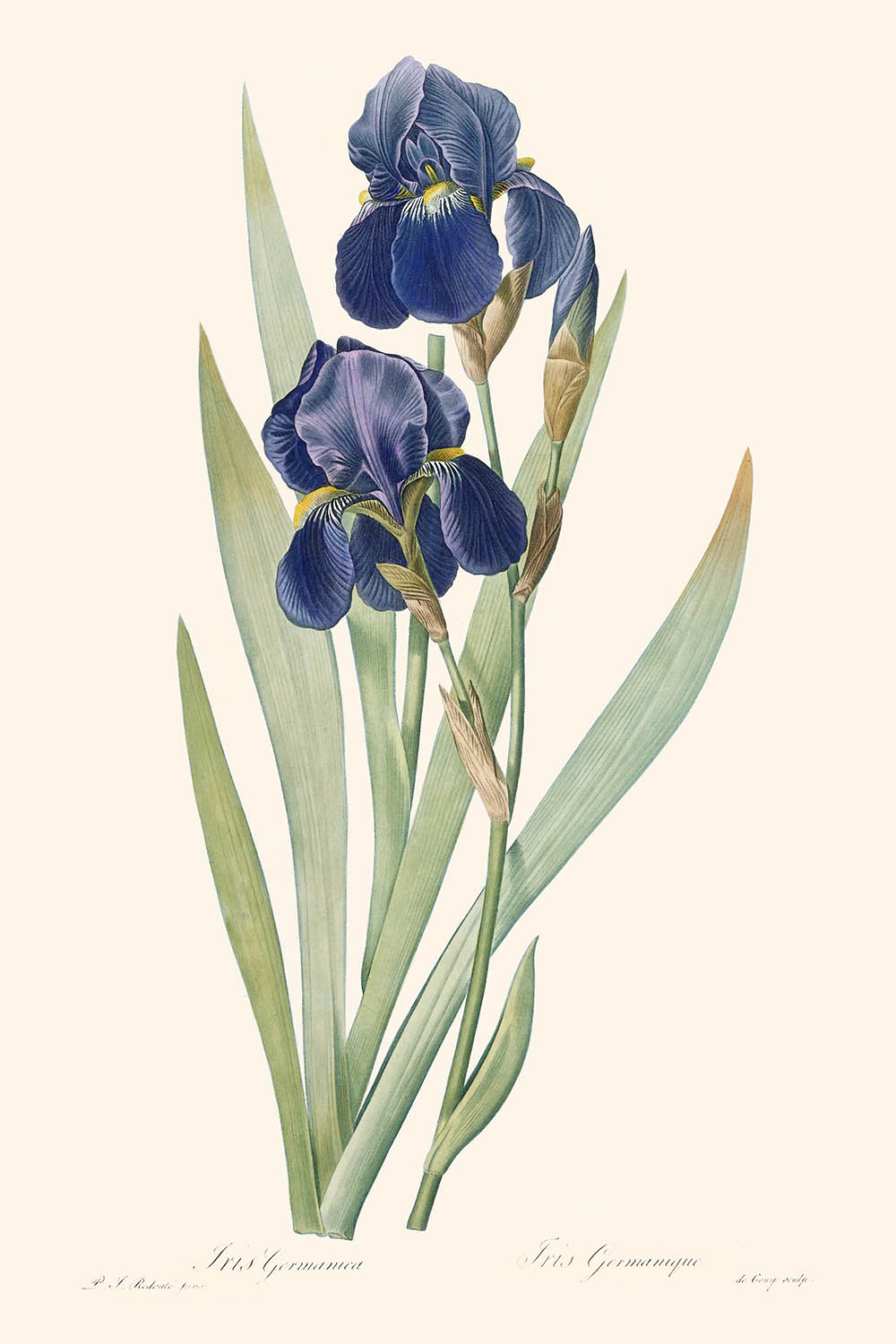 Iris germánica de Pierre-Joseph Redouté, 1827