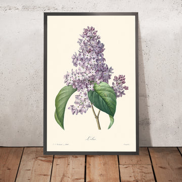 Illustration botanique de lilas par Pierre-Joseph Redouté, 1827 