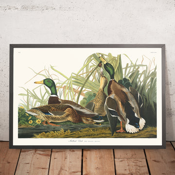 Mallard Ducks from &