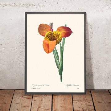 Mexikanische Muschel-Botanik-Illustration von Pierre-Joseph Redouté, 1827 