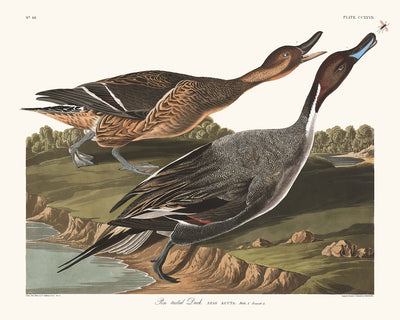 Pin Tailed Duck (Pintail) from 'Birds of America' by John James Audubon, 1827