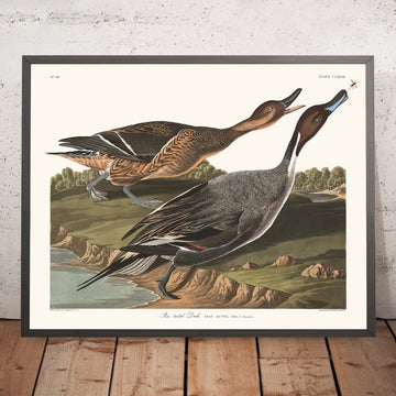 Pin Tailed Duck (Pintail) from &