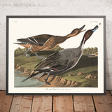 Spießente (Pintail) aus 'Vögel von Amerika' von John James Audubon, 1827 