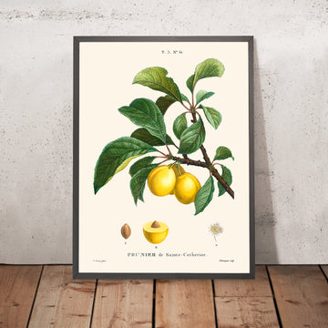 Illustration botanique de la prune par Pierre-Joseph Redouté, 1827 