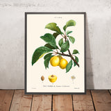 Illustrazione botanica di prugna di Pierre-Joseph Redouté, 1827 