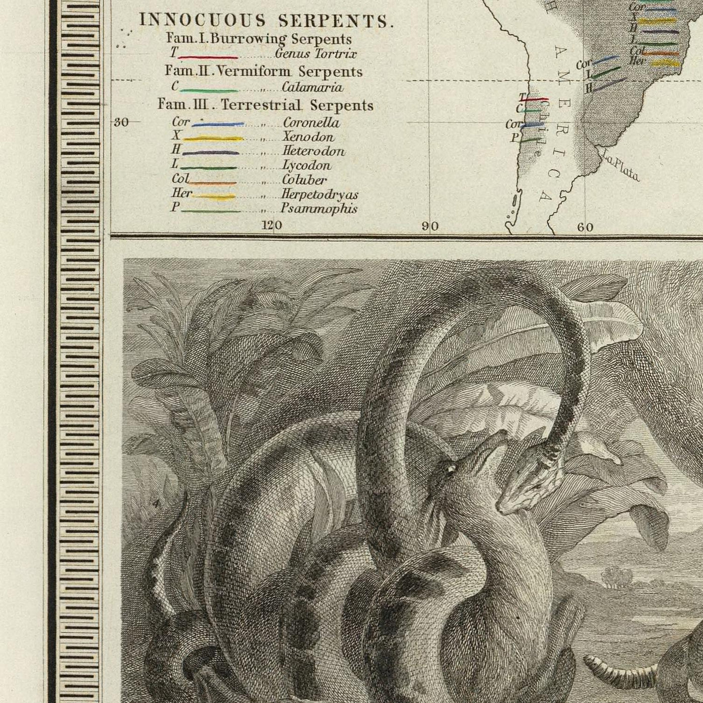 Carte de l'Ancien Monde de la répartition des reptiles par Johnston, 1856 : serpents, lézards et autres illustrations de reptiles
