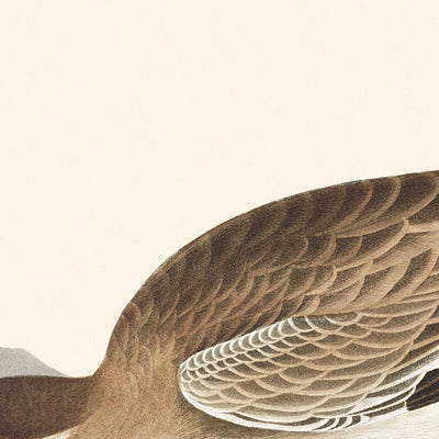 Rocky Mountain Plover by John James Audubon, 1827